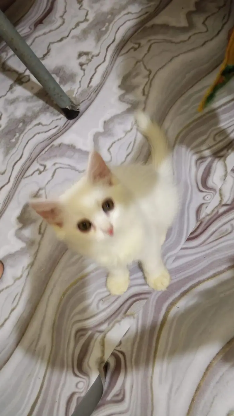 Playfull and Litter trained — photo 2