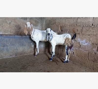 goat for sale