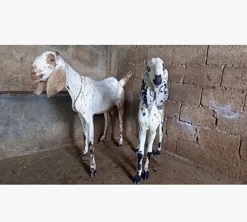 goat for sale — photo 2