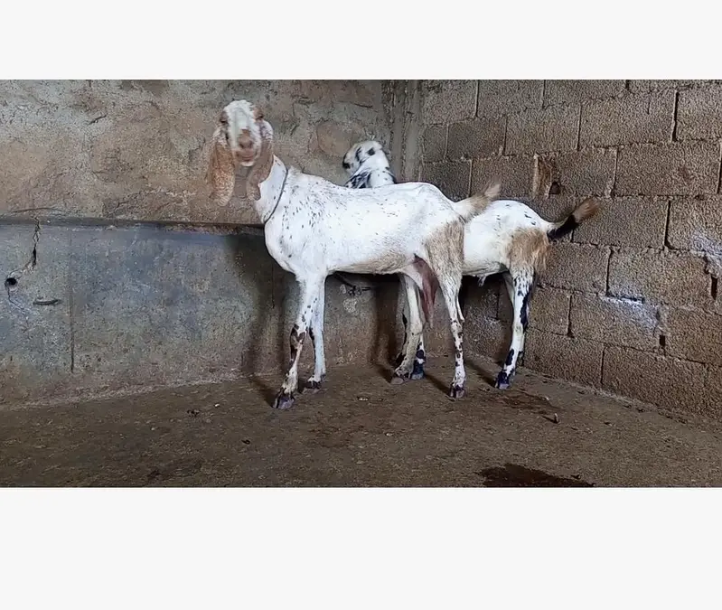 goat for sale — photo 3