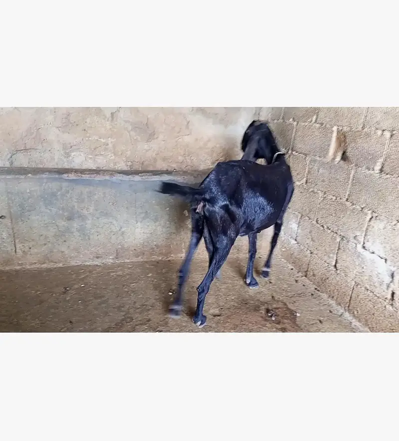 goat for sale — photo 4
