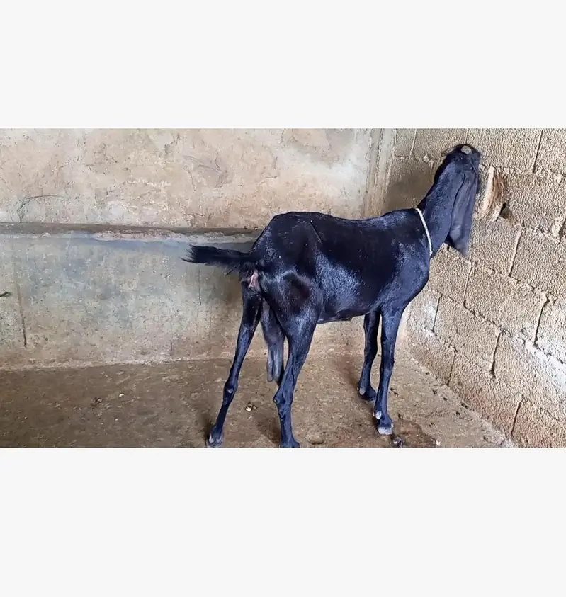 goat for sale — photo 5