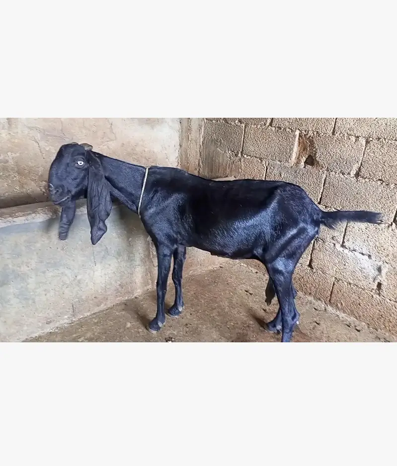 goat for sale — photo 6