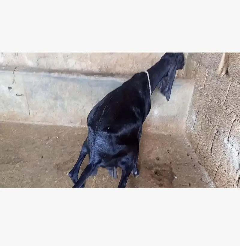 goat for sale — photo 7