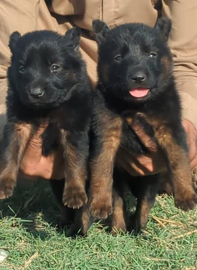 German Shepherd Long Coat / Heavy Coat GSD Dogs / Black & Tan Pair