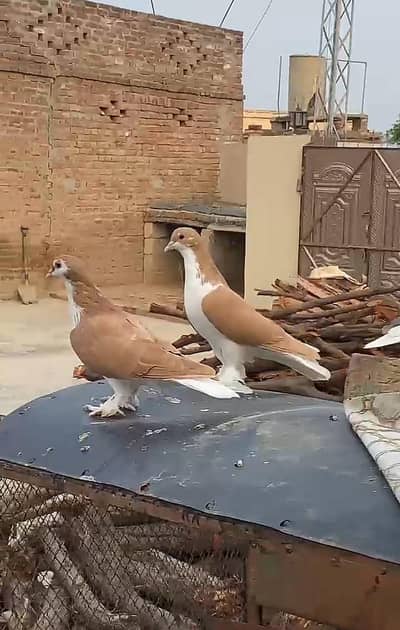 Sharazi breeder pair