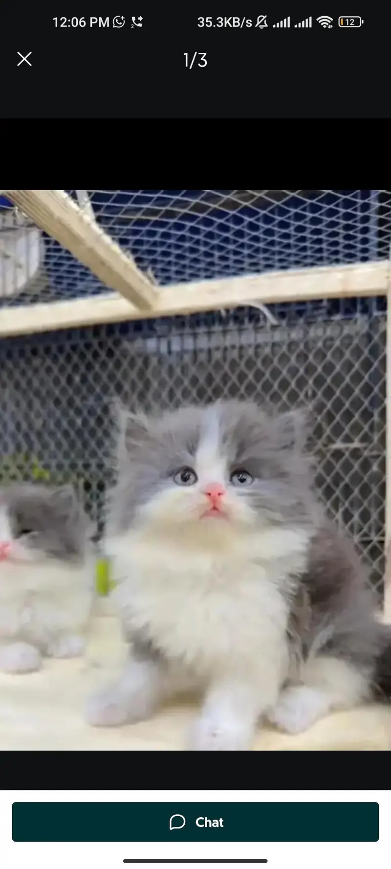 Quality Persian cat & Kittens. Male & female 03091708184. whatsapp — photo 2