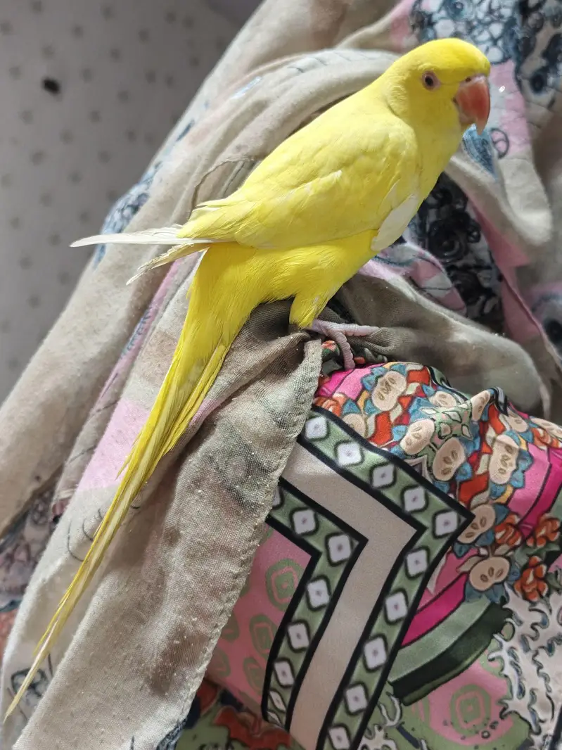 yellow ringneck