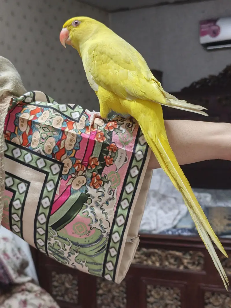 yellow ringneck — photo 2