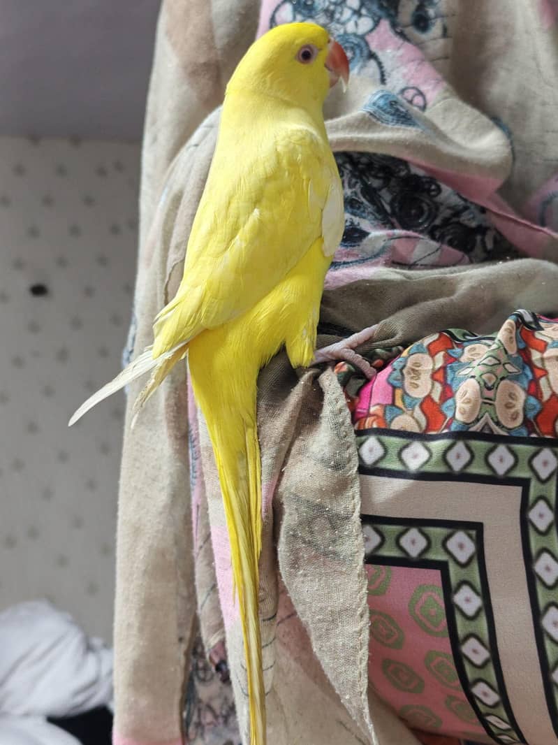 yellow ringneck 2