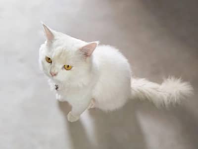 white Parisian Male_ 7 month_ Yellow eyes _Triple coated