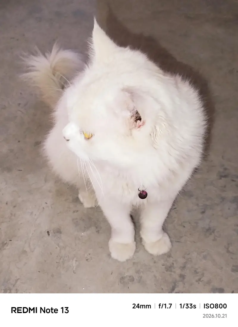 white Parisian Male_ 7 month_ Yellow eyes _Triple coated — photo 2