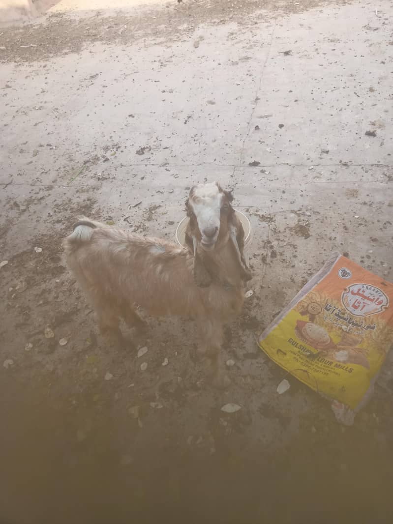 Pure Dancer Bakra High Quality 1