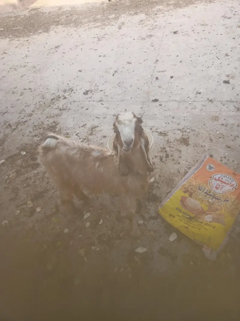 Pure Dancer Bakra High Quality — photo 2