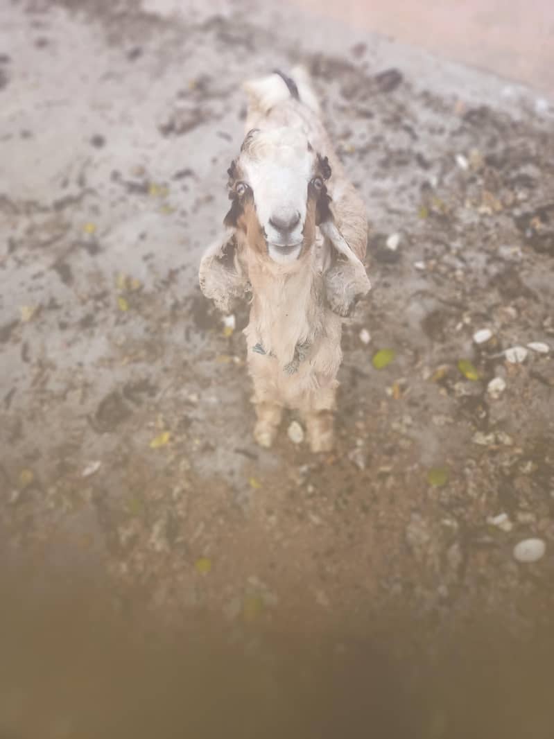 Pure Dancer Bakra High Quality 2