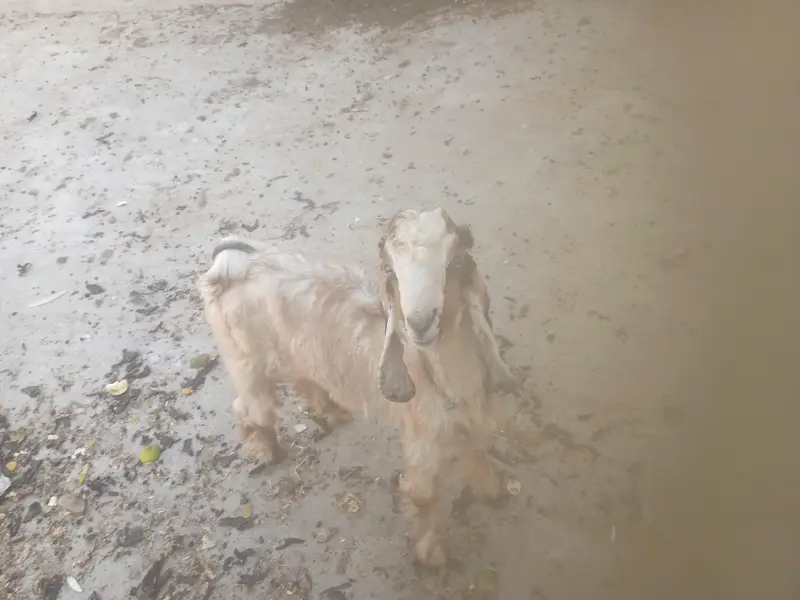 Pure Dancer Bakra High Quality — photo 4