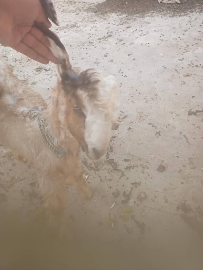 Pure Dancer Bakra High Quality 4