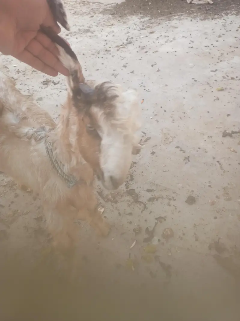 Pure Dancer Bakra High Quality — photo 5