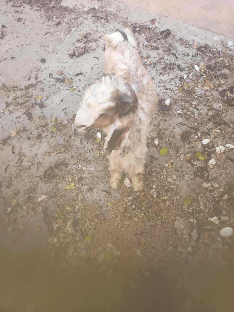 Pure Dancer Bakra High Quality 5