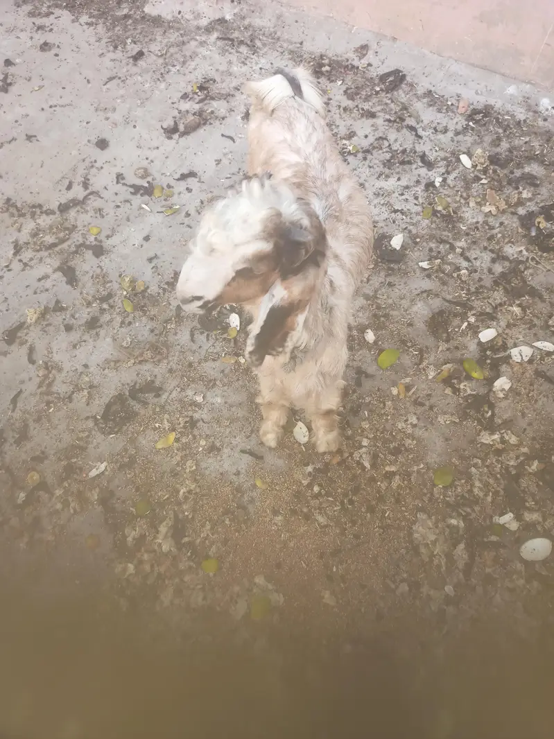 Pure Dancer Bakra High Quality — photo 6