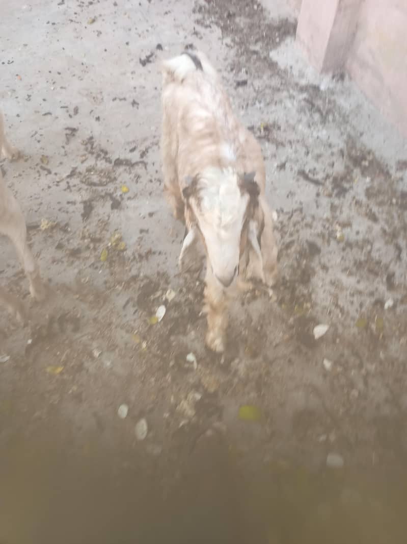 Pure Dancer Bakra High Quality 7