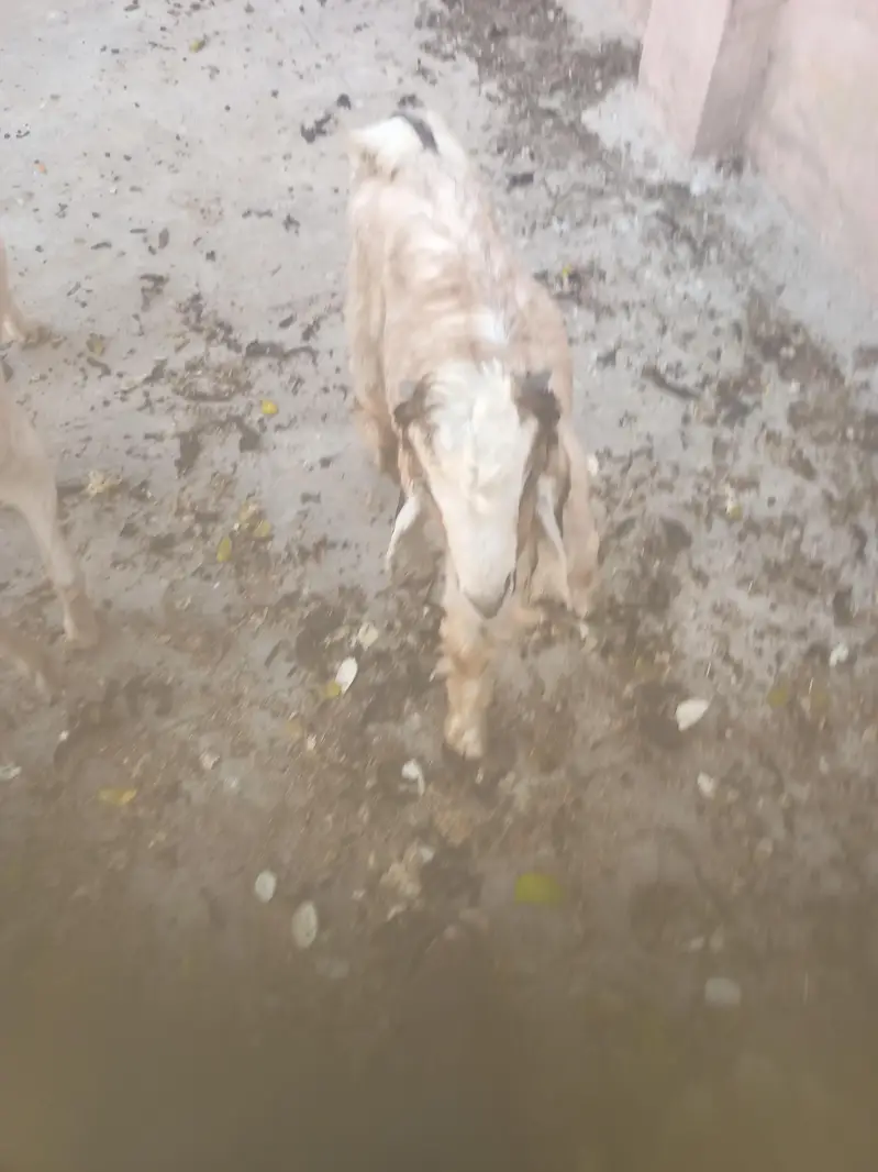Pure Dancer Bakra High Quality — photo 8
