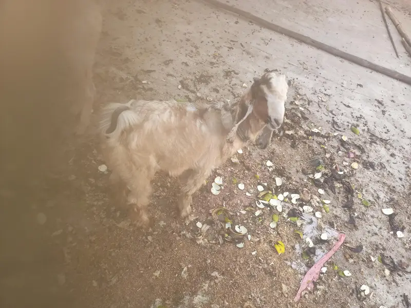 Pure Dancer Bakra High Quality — photo 11