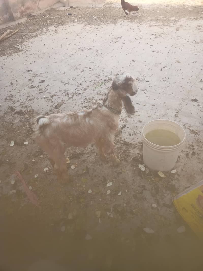 Pure Dancer Bakra High Quality 11