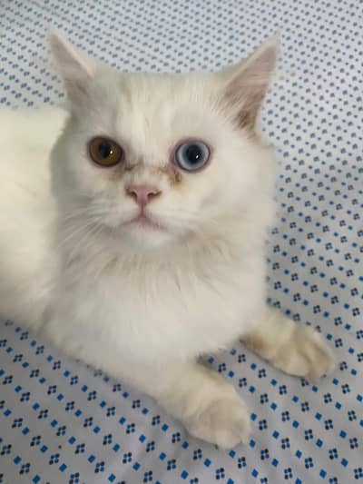 White male Persian cat odd eyes