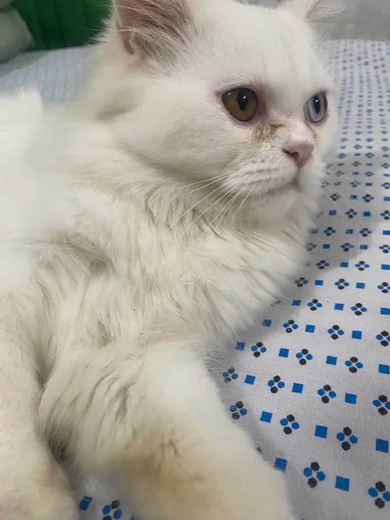 White female Persian cat odd eyes — photo 2