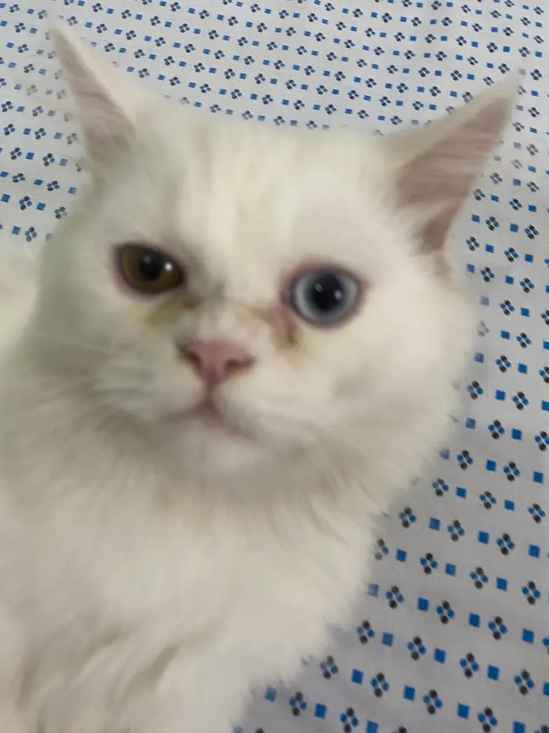 White female Persian cat odd eyes — photo 3