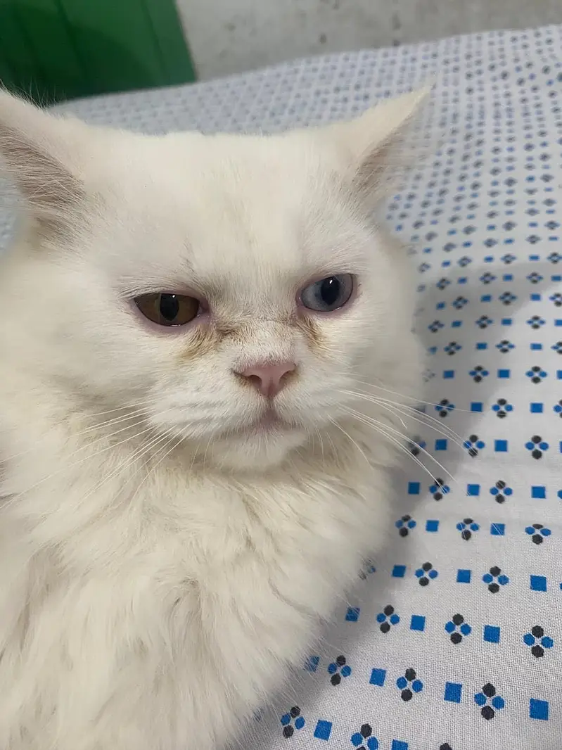 White female Persian cat odd eyes — photo 4