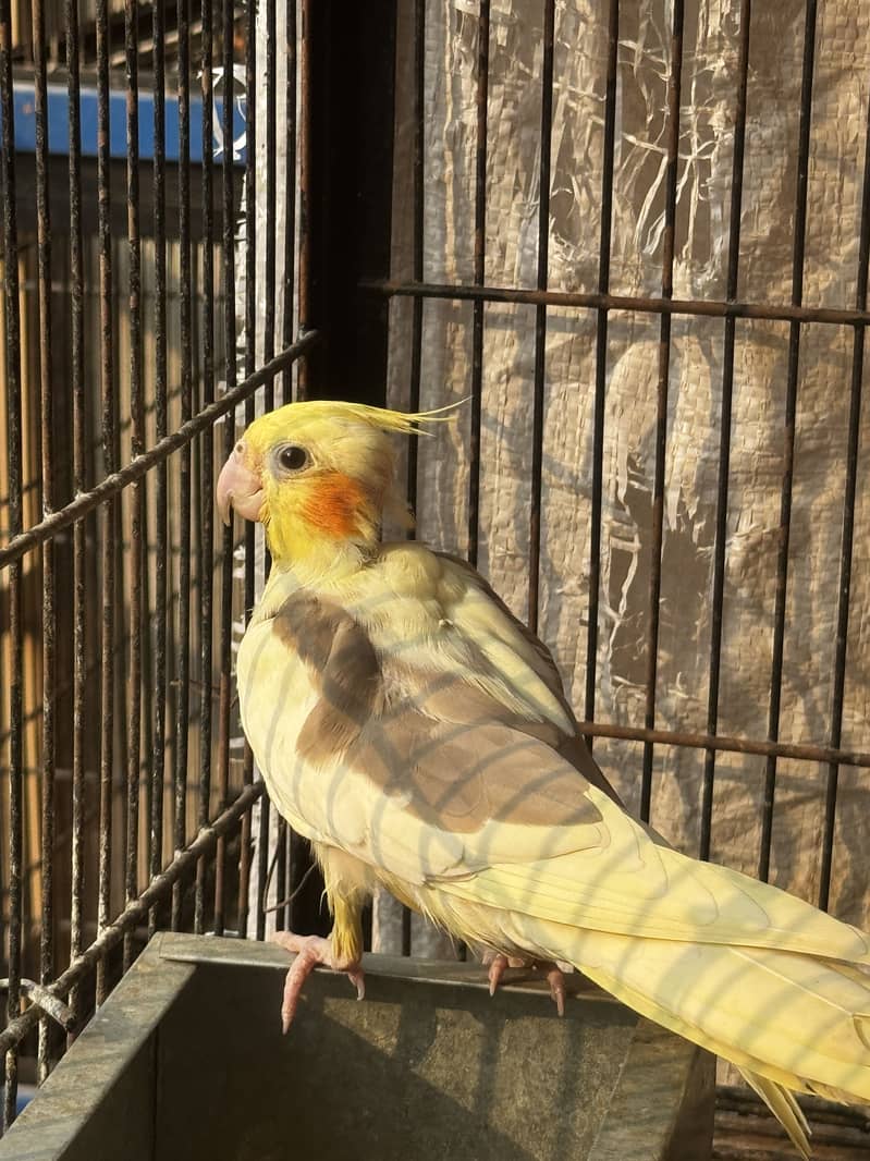 Cocktail breeder pair 0