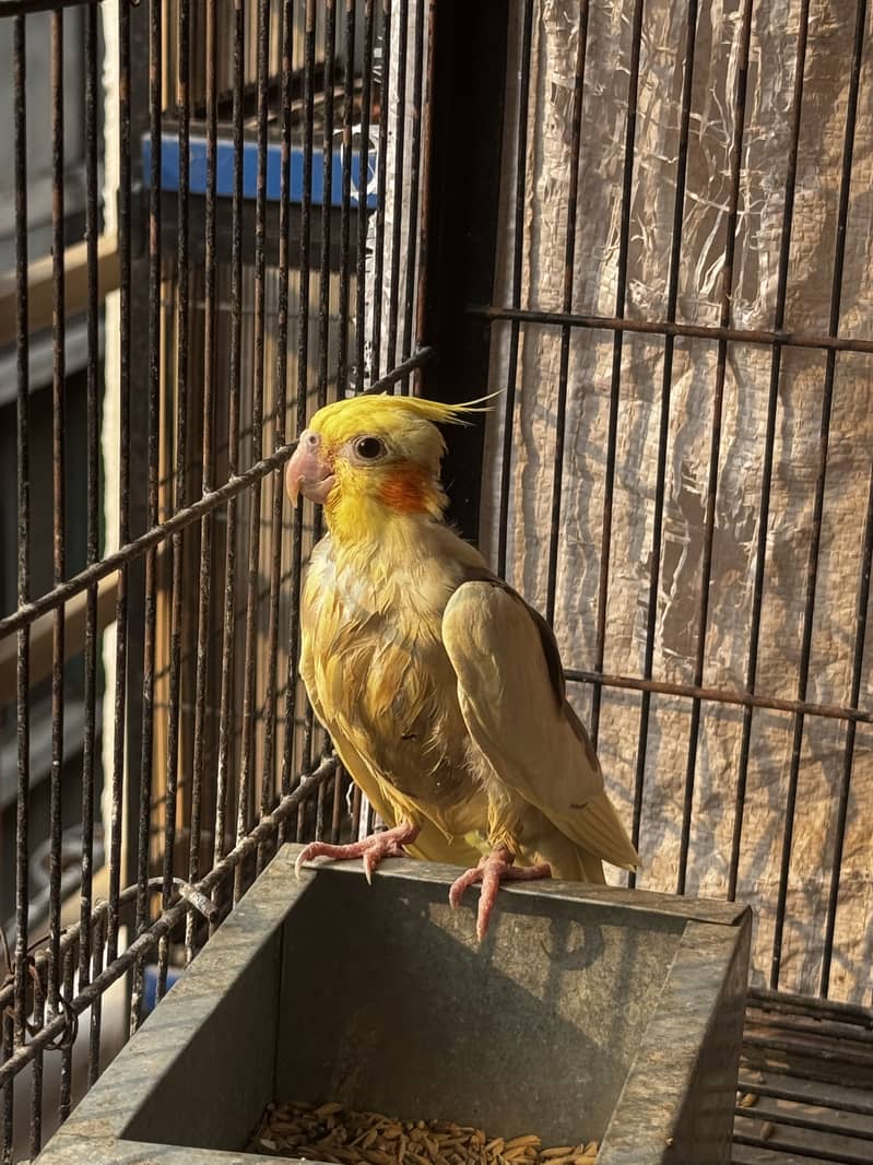 Cocktail breeder pair 3