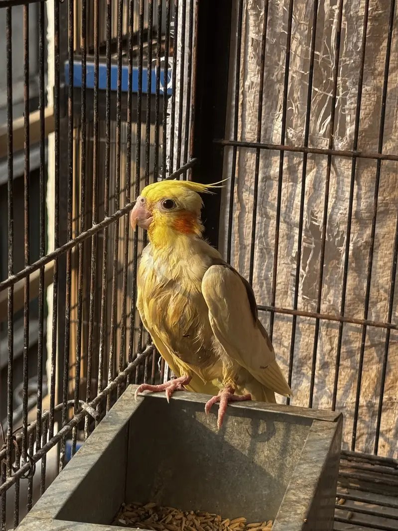 Cocktail breeder pair — photo 4