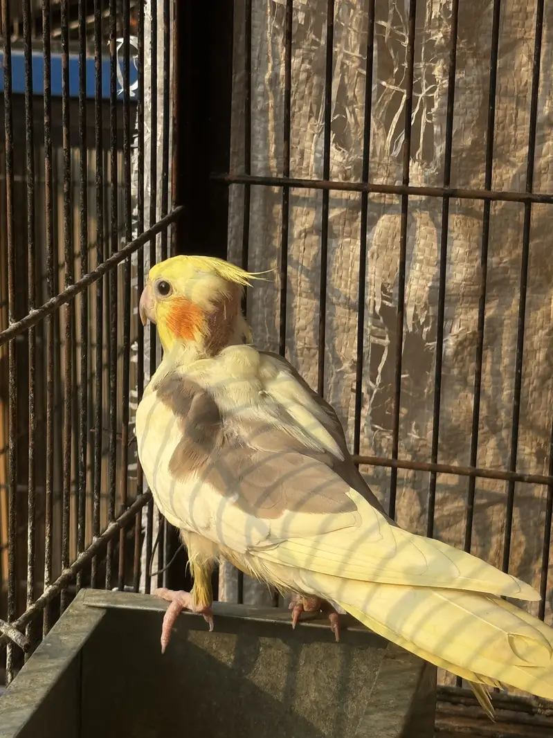 Cocktail breeder pair — photo 5