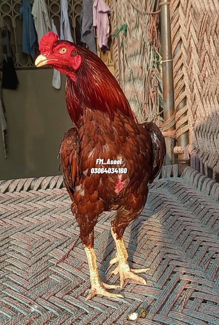 Peela Patha 3