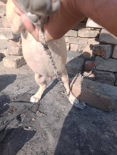 male dog