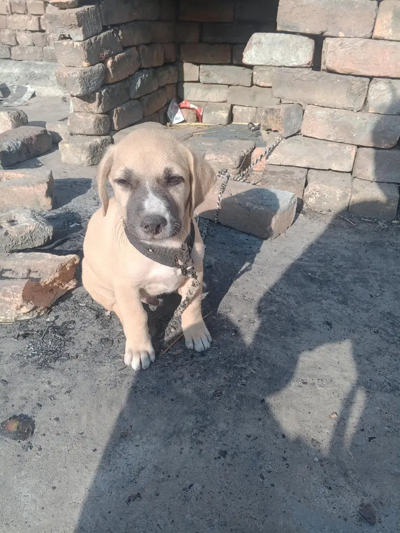 male dog — photo 2