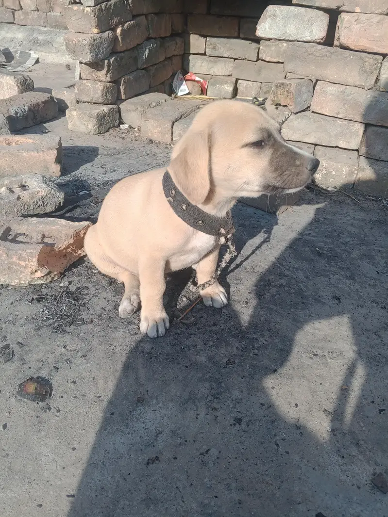 male dog — photo 3