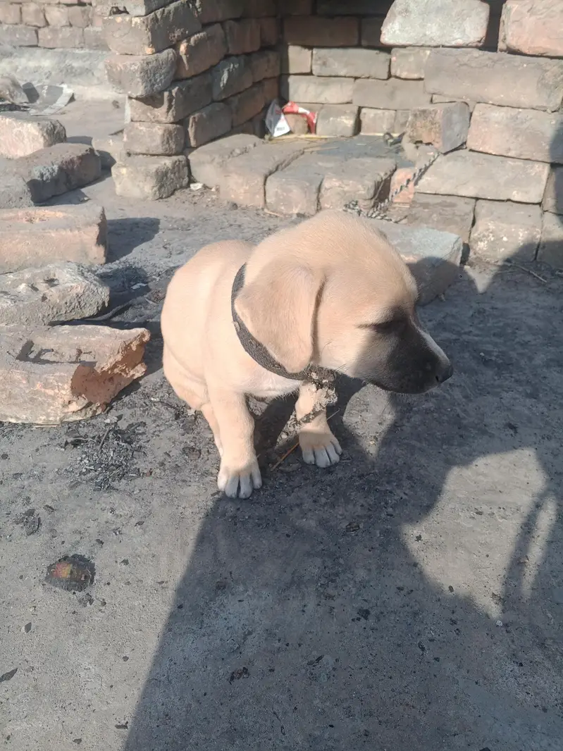 male dog — photo 4
