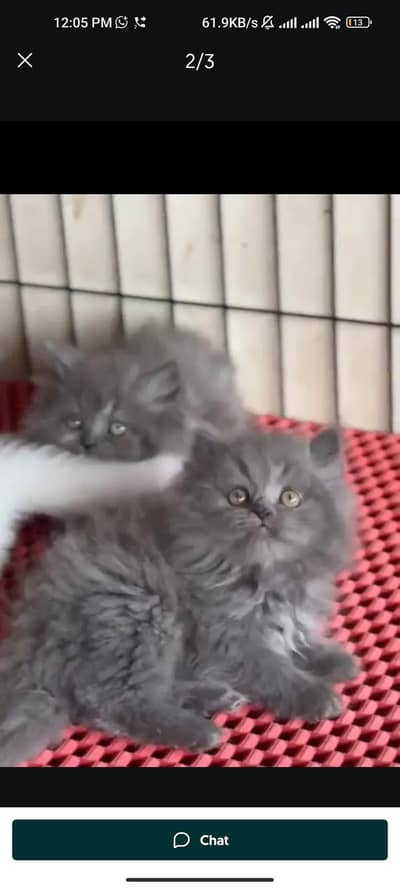 Quality Persian cat & Kittens. Male & female 03091708184. whatsapp