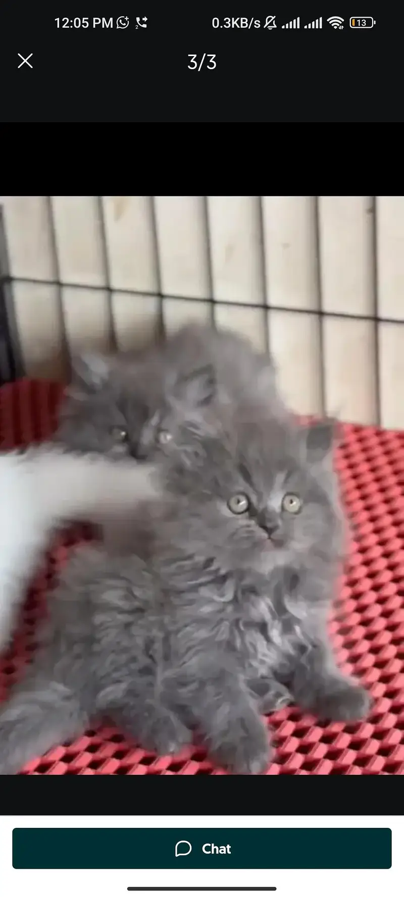 Quality Persian cat & Kittens. Male & female 03091708184. whatsapp — photo 2