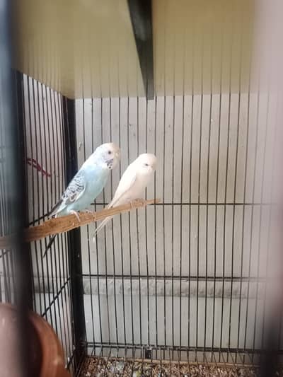 pair for sell