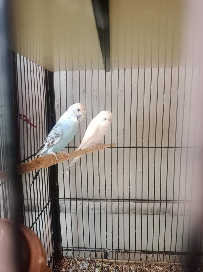 pair for sell 0