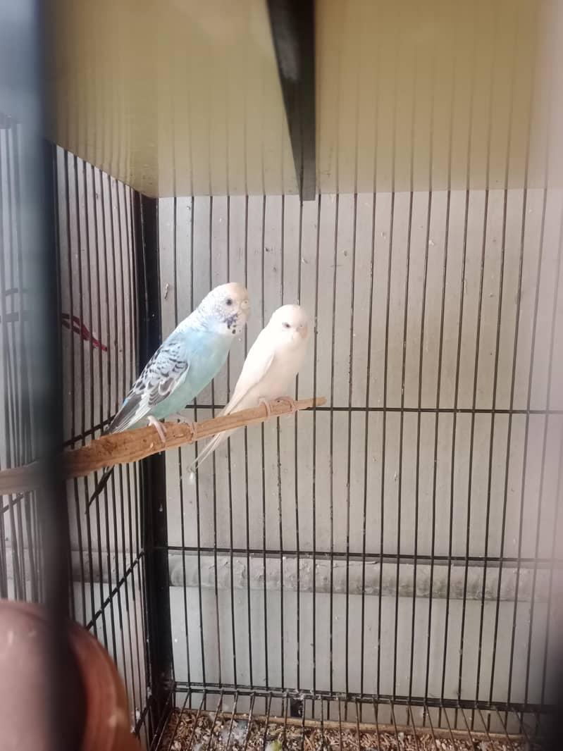 pair for sell 1
