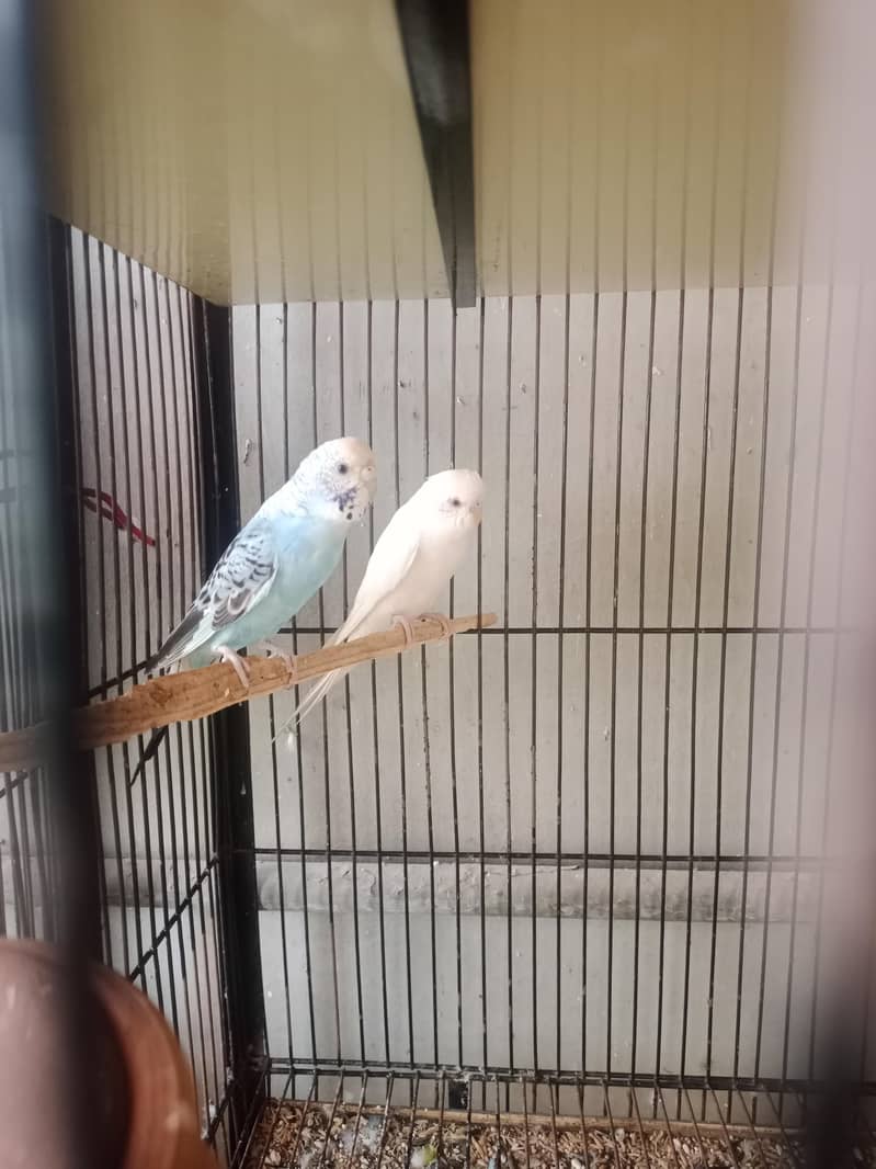 pair for sell 2