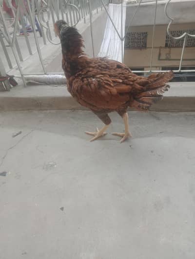 breeder female for sale