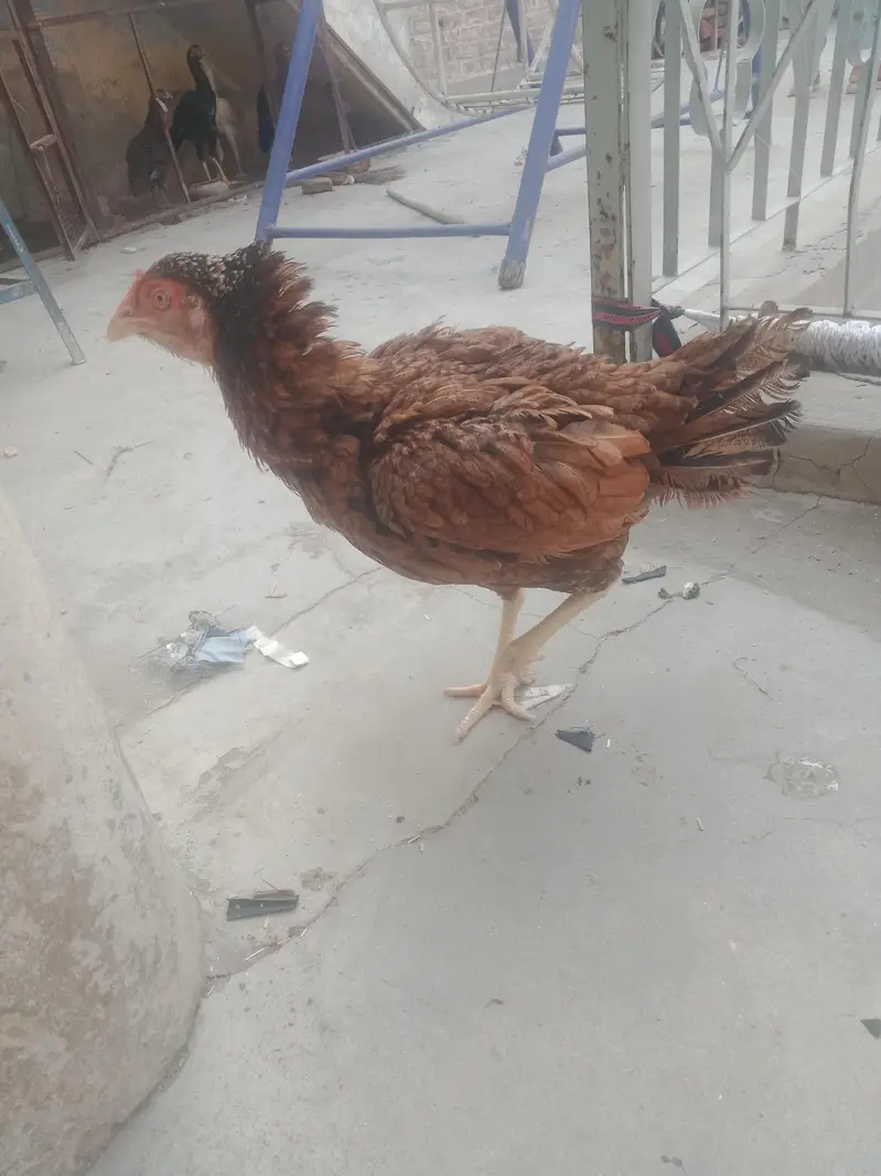 breeder female for sale — photo 2