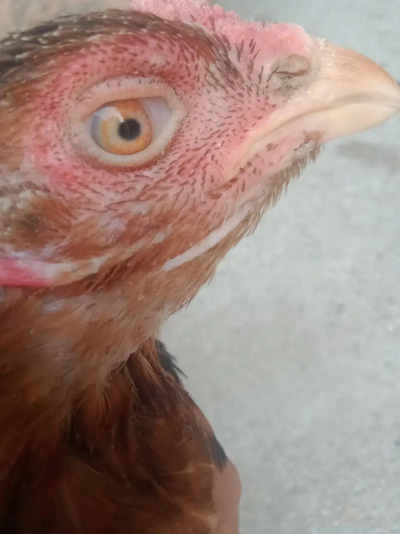 breeder female for sale — photo 3